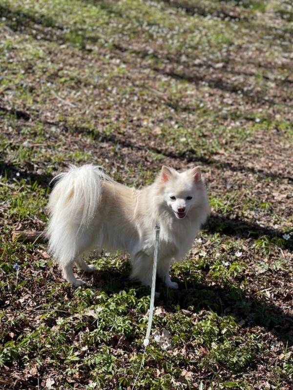 Hund - Mittelspitz Akela