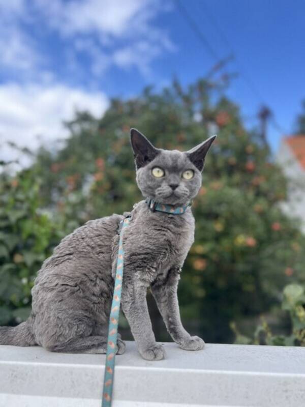 Katt - Devon Rex