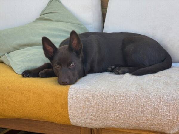 Hund - Australien kelpie Benny 