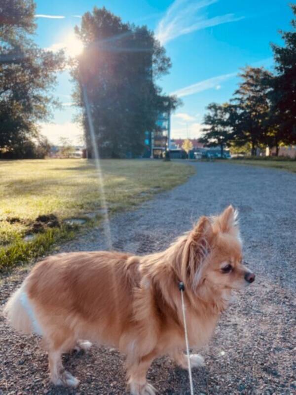 Hund - Tiken Shira