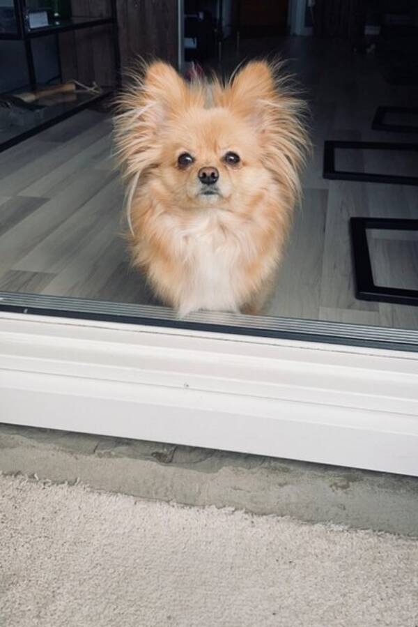 Hund - Tiken Shira Hund - Tiken Shira