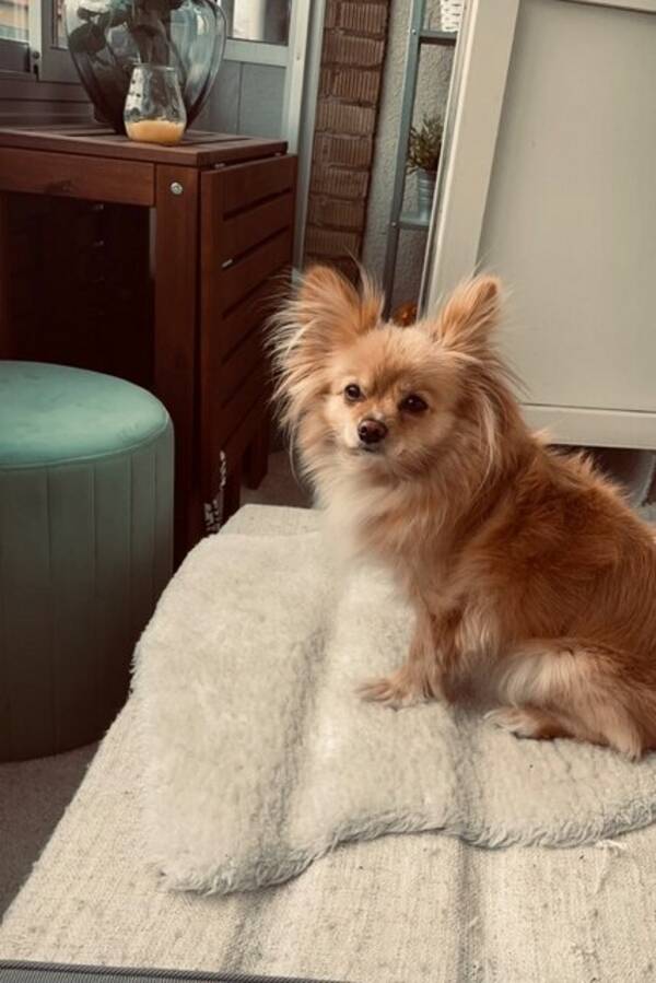 Hund - Tiken Shira Hund - Tiken Shira