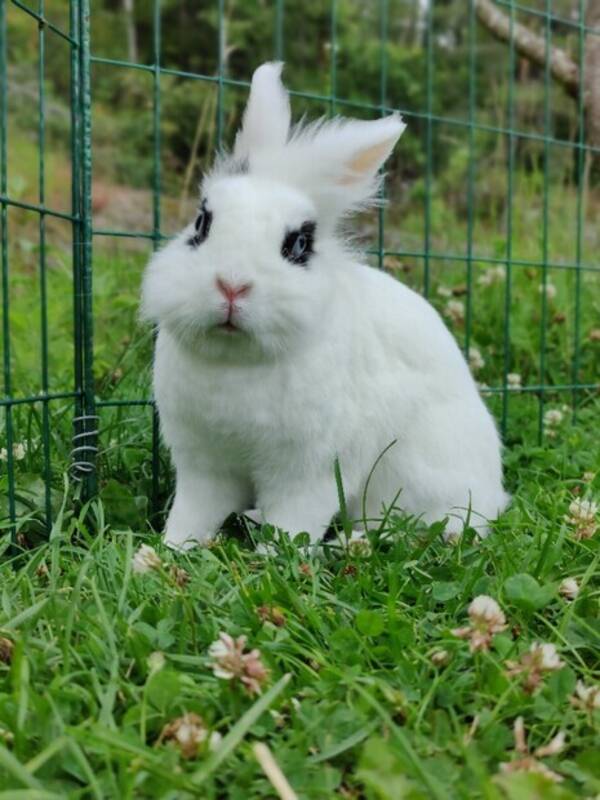 Annet - Kanin som heter Nami  Annet - Kanin som heter Nami