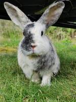 Kanin som heter Tor  Kanin som heter Tor