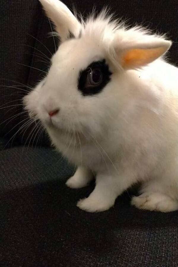 Annet - Kanin som heter Nami  Annet - Kanin som heter Nami