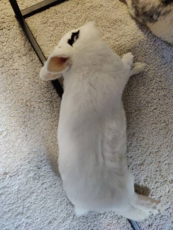 Annet - Kanin som heter Nami  Annet - Kanin som heter Nami