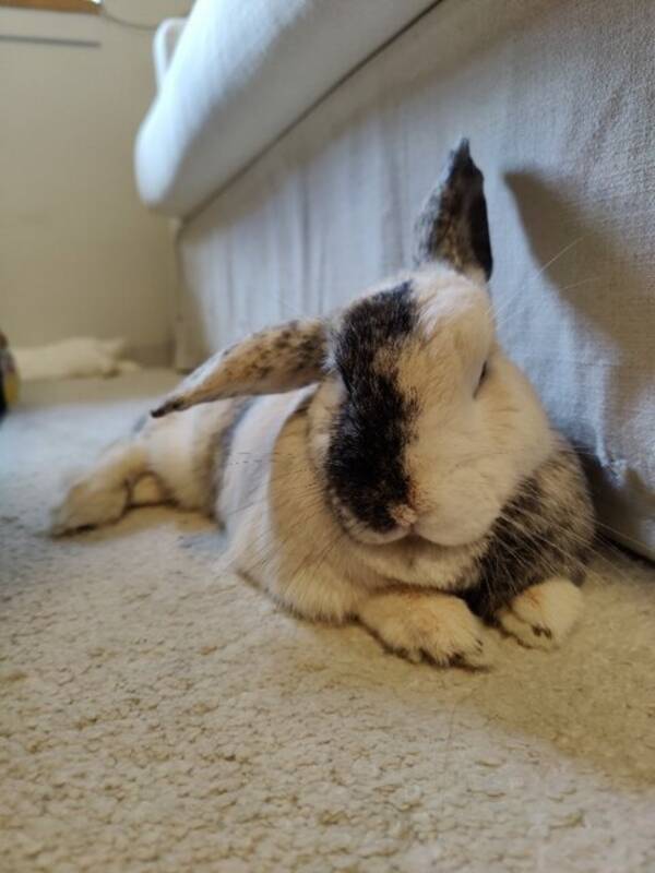 Annet - Kanin som heter Tor  Annet - Kanin som heter Tor