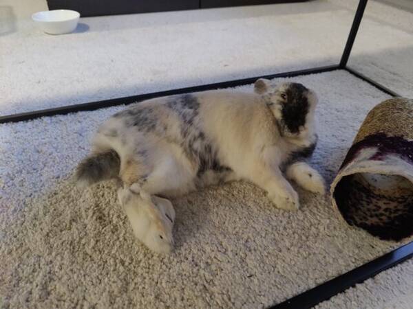 Annet - Kanin som heter Tor  Annet - Kanin som heter Tor