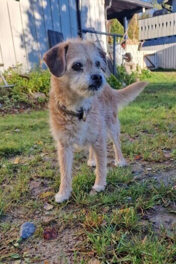 Hund - Terrierblanding Grynet Molvik