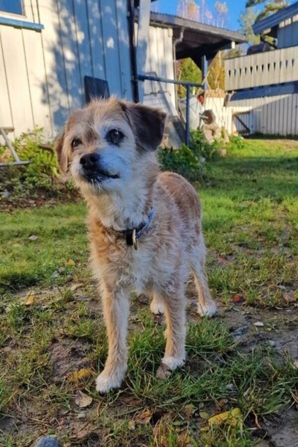 Hund - Terrierblanding Grynet Molvik