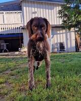 Strihårs Vorstehr Strihårs Vorstehr