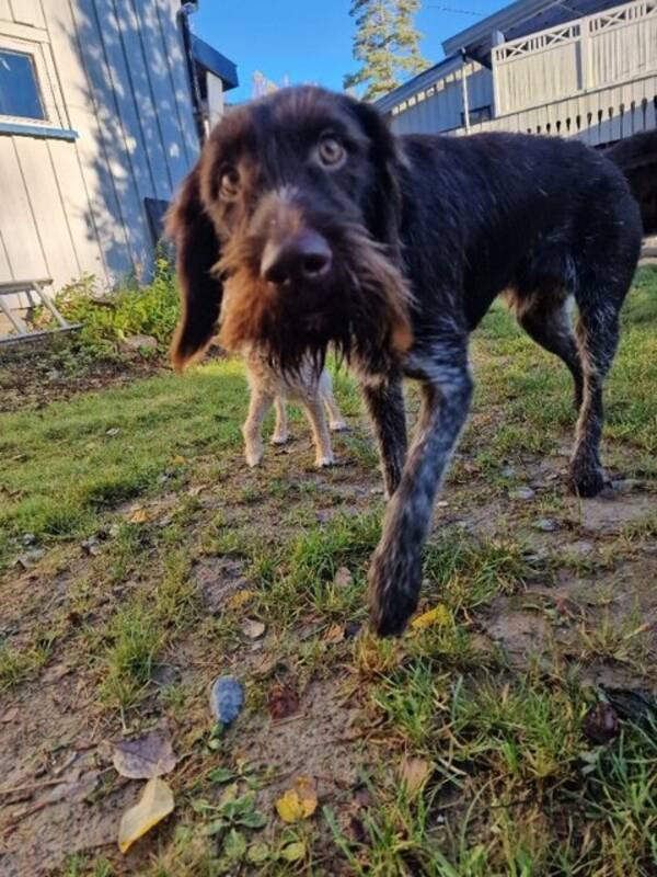 Hund - Strihrs Vorstehr