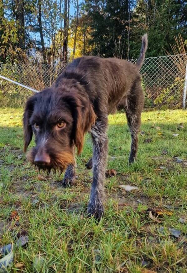 Hund - Strihrs Vorstehr