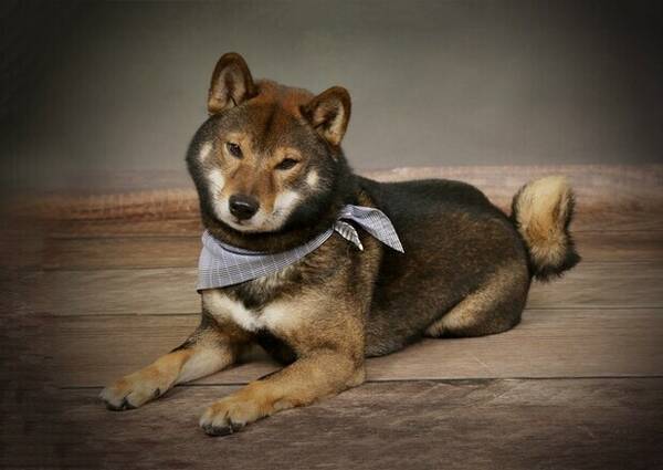 Hund - Shiba Inu