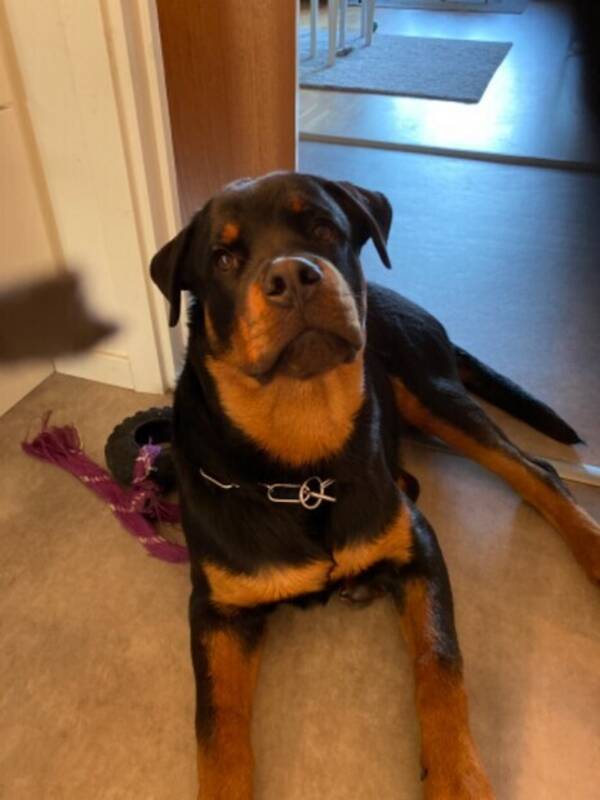 Hund - Rottweilern Rocky