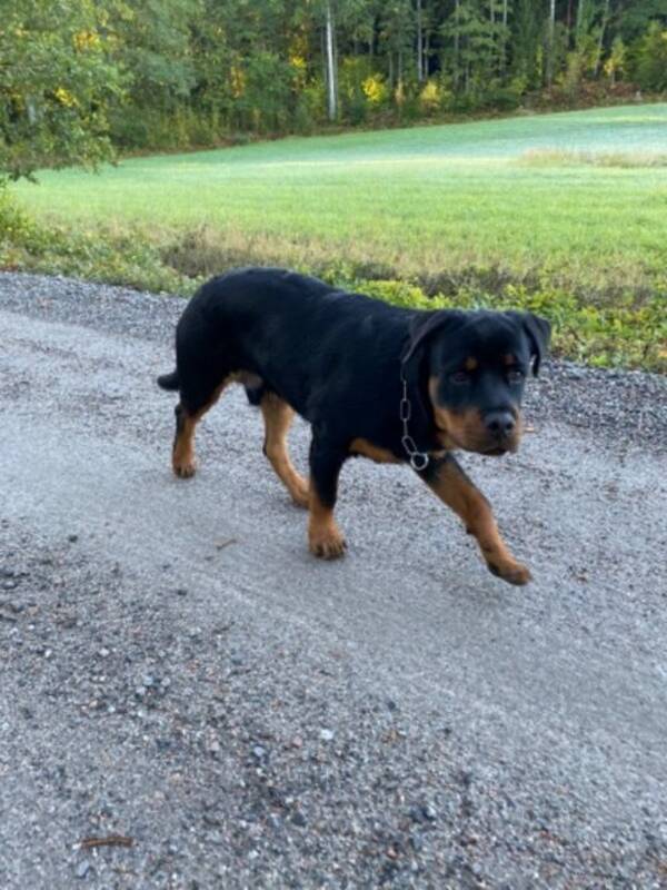 Hund - Rottweilern Rocky