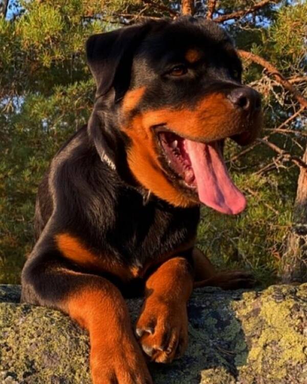 Hund - Rottweilern Rocky