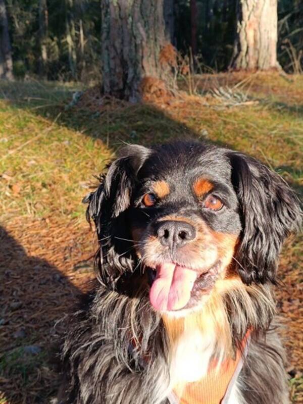 Hund - Spaniel