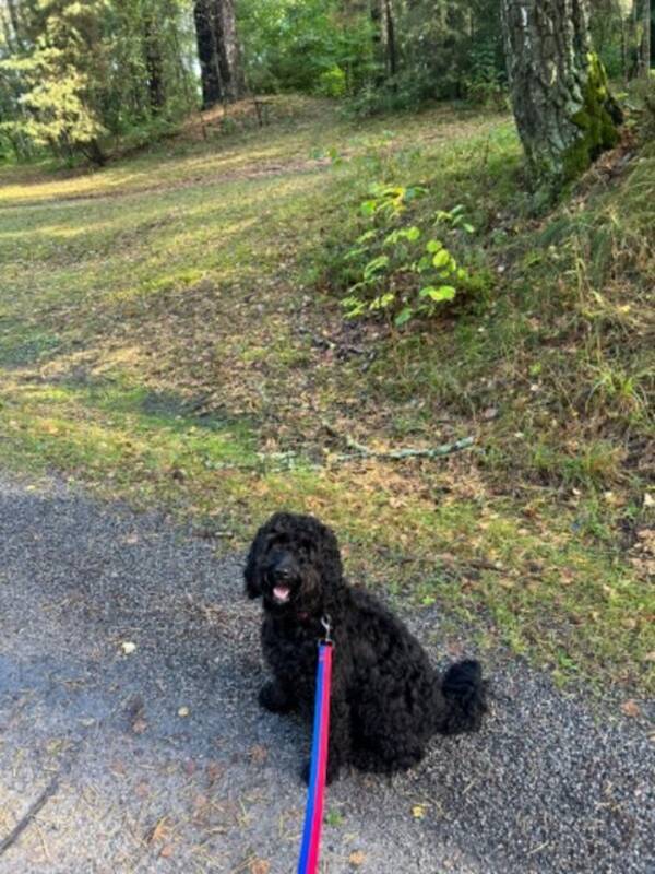 Hund - Cockerpoo Allan 