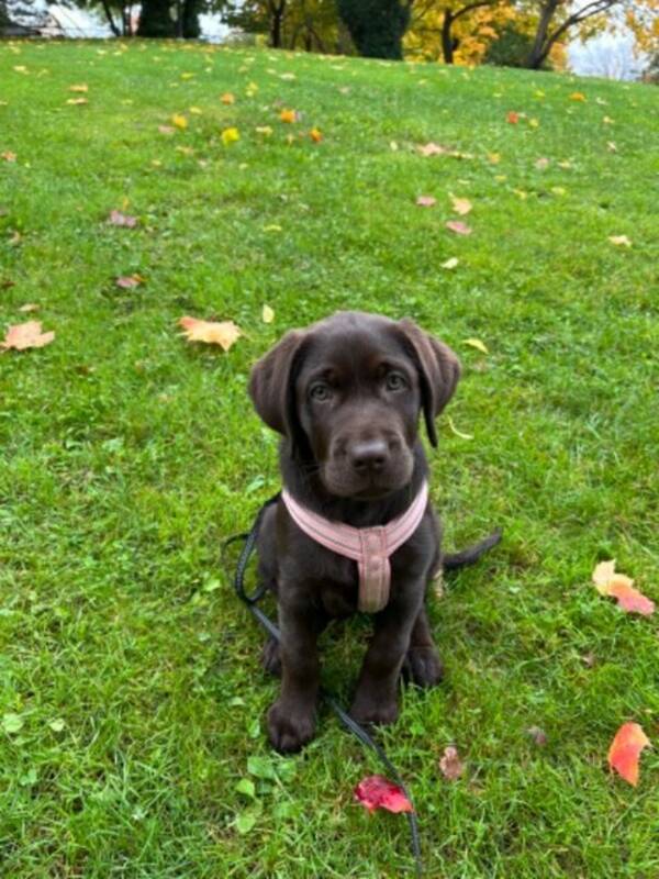 Hund - Labrador valp fdd 29 juli -24