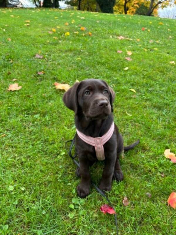 Hund - Labrador valp fdd 29 juli -24