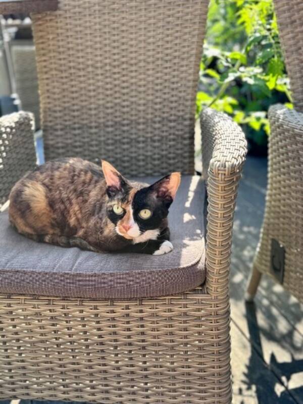 Katt - Katten Nancy Katt - Katten Nancy