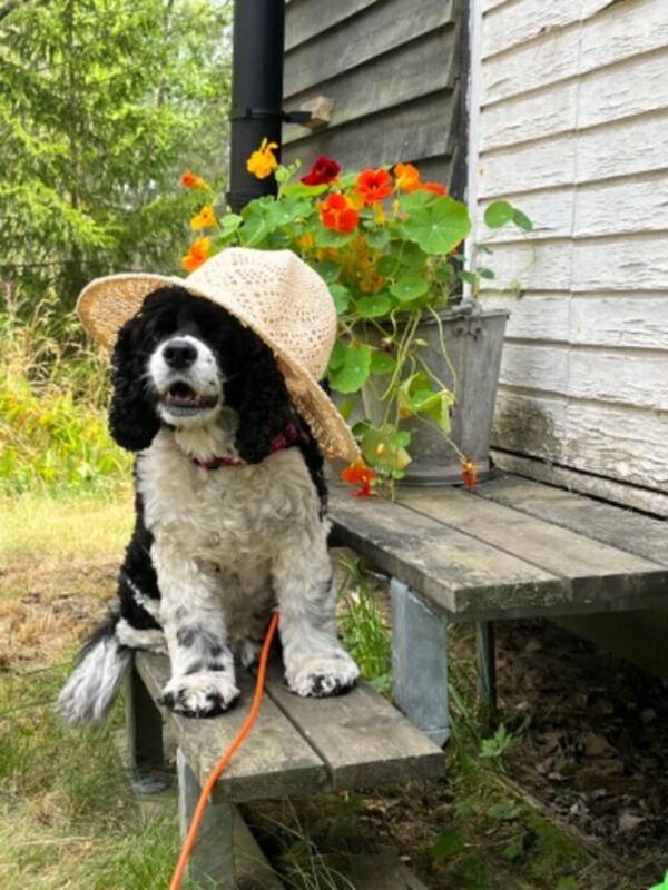 Hund - Amerikanska Cockerspanieln Love