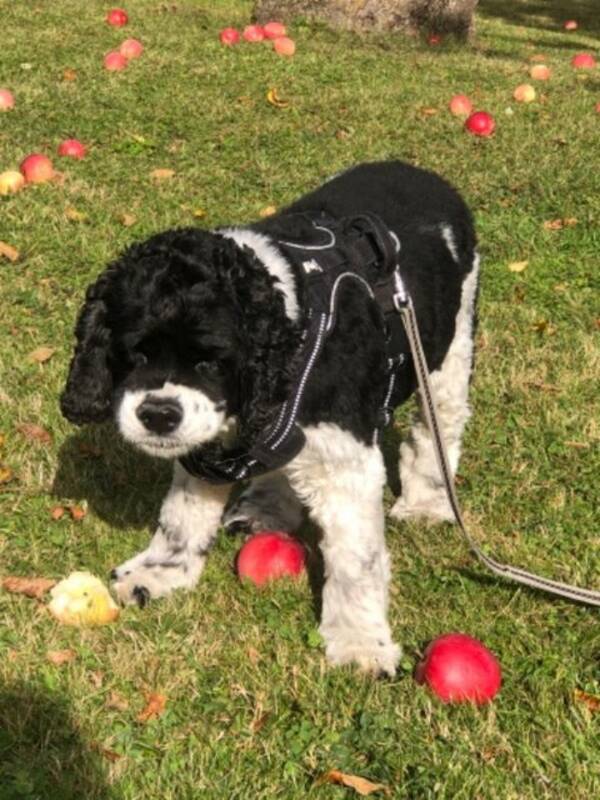 Hund - Amerikanska Cockerspanieln Love