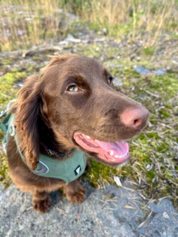 Hund - Cocker Spaniel Kratos