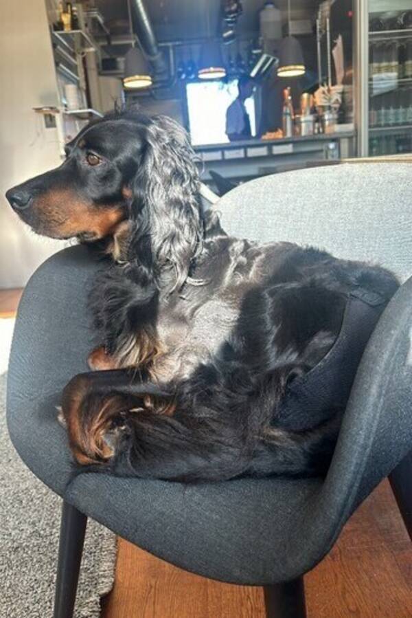 Hund - Gordon setter 