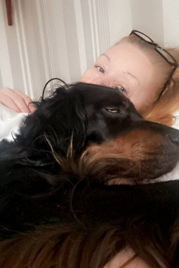 Hund - Gordon setter 