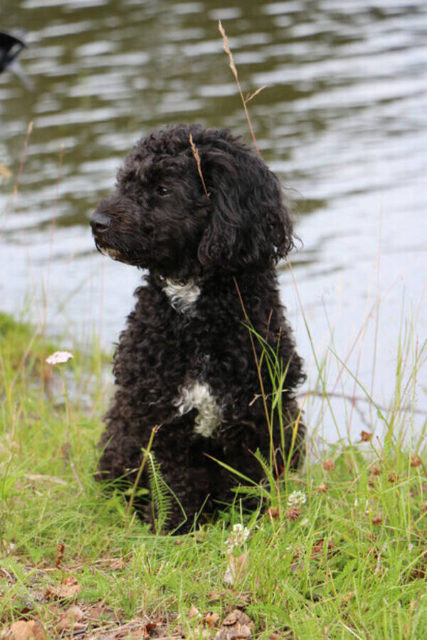 Hund - Nyx Hund - Nyx