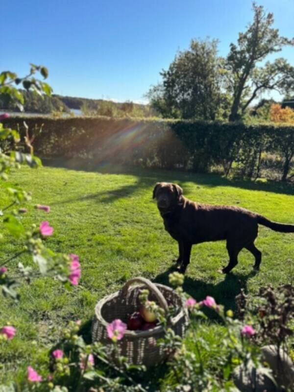 Hund - Labrador Sonja