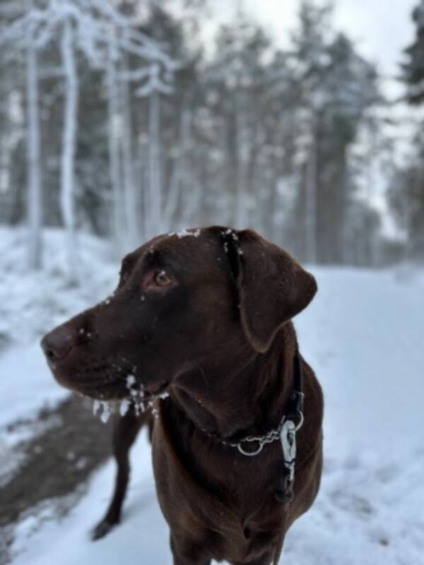 Hund - Labrador Sonja