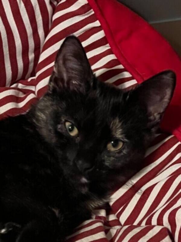 Katt - Katt Moni Katt - Katt Moni