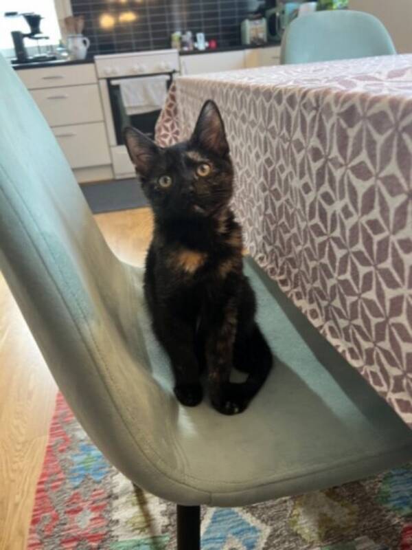 Katt - Katt Moni Katt - Katt Moni