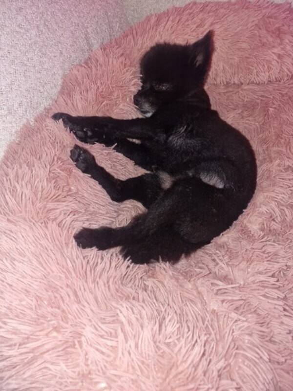 Hund - Kleinspitz Batman Hund - Kleinspitz Batman