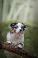 Saga - Miniature American Shepherd