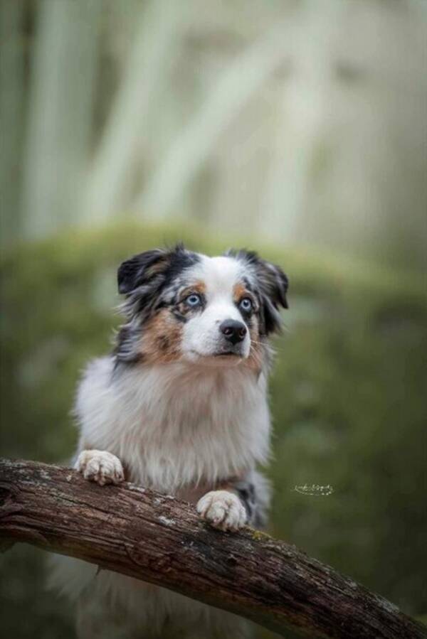 Hund - Saga - Miniature American Shepherd Hund - Saga - Miniature American Shepherd