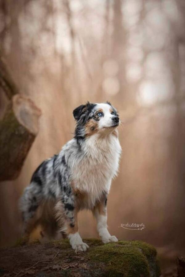 Hund - Saga - Miniature American Shepherd Hund - Saga - Miniature American Shepherd