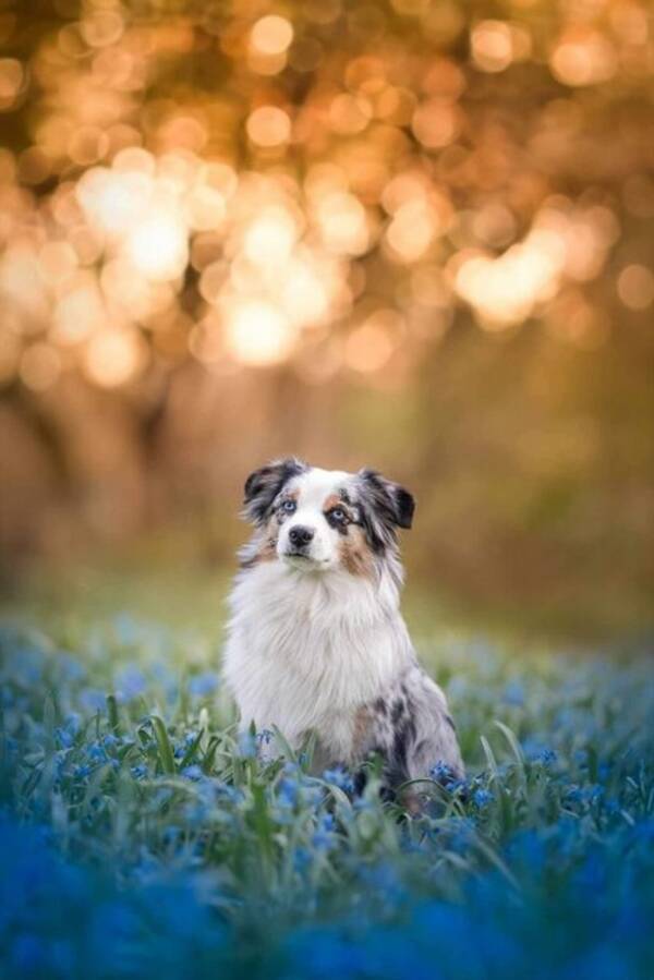 Hund - Saga - Miniature American Shepherd Hund - Saga - Miniature American Shepherd