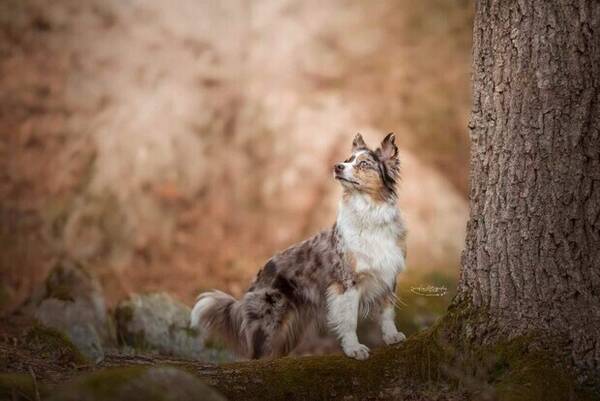 Hund - Arga - Miniature American Shepherd