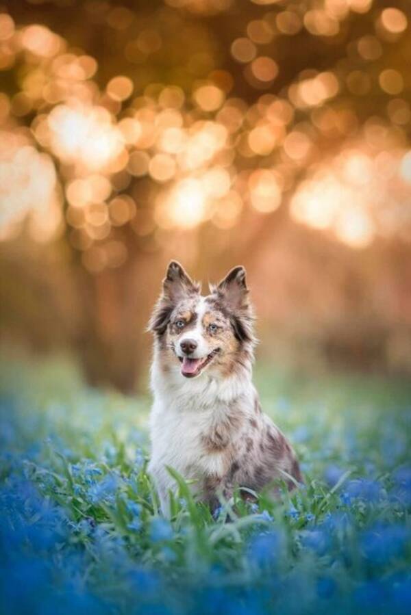 Hund - Arga - Miniature American Shepherd