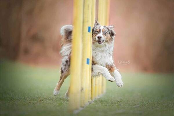 Hund - Arga - Miniature American Shepherd