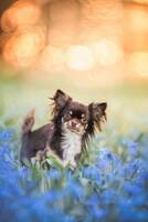 Daisy Chihuahua