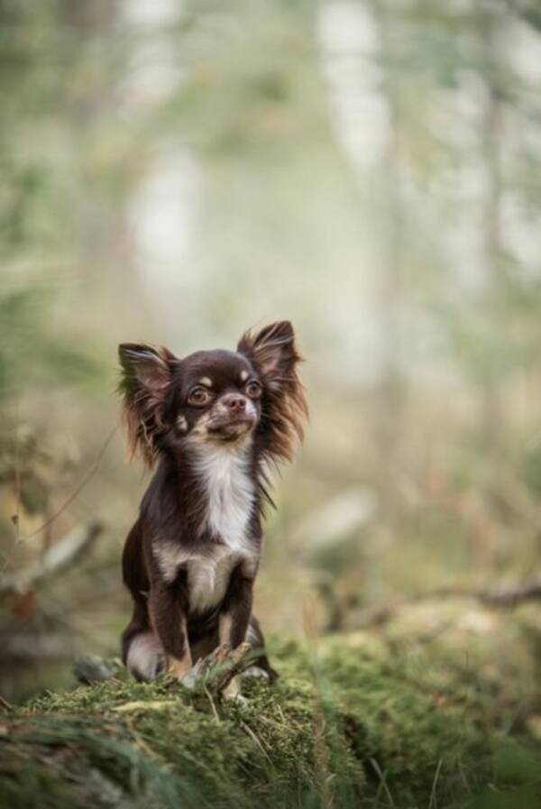 Hund - Daisy Chihuahua