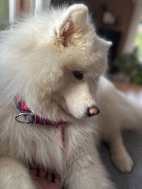 Hund - Samojed Taiga