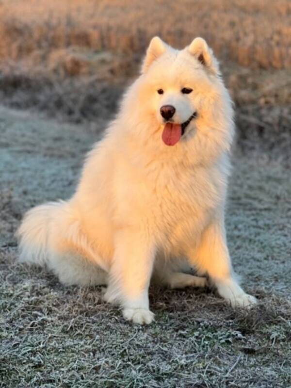 Hund - Samojed Taiga