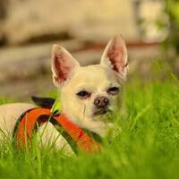 Chihuahua Rocky Chihuahua Rocky