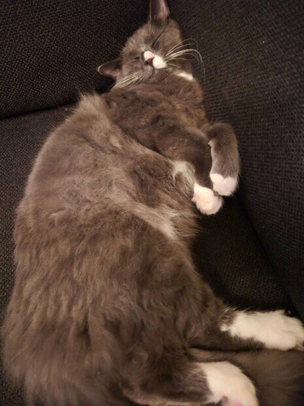 Katt - Milo Katt - Milo